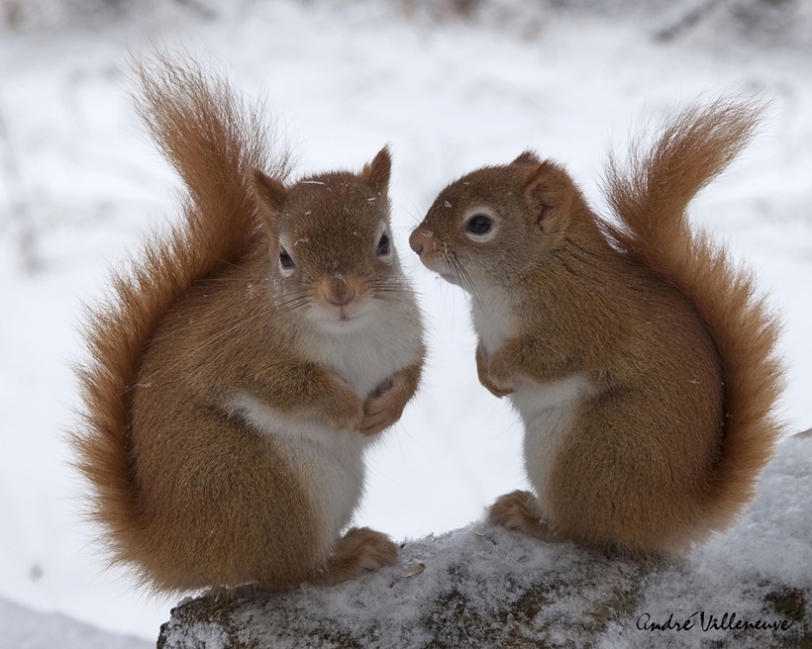 WinterSquirrels_deux.jpg