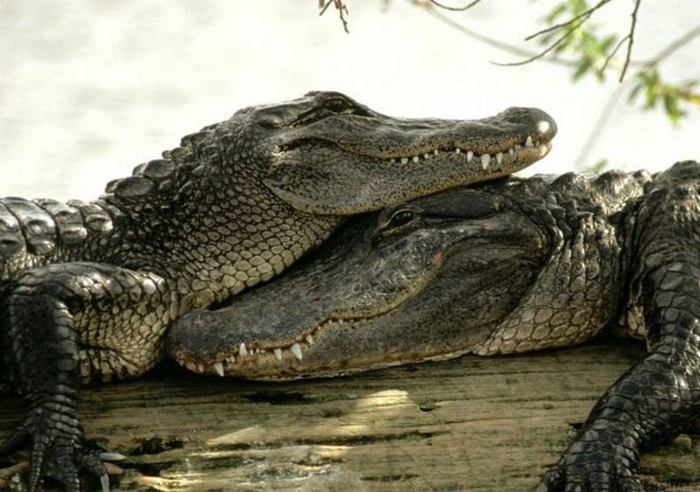 pair_crocodiles.JPG