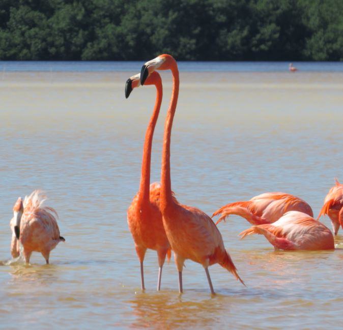 pair_flamingo.JPG