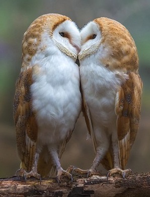pair_owls.jpg