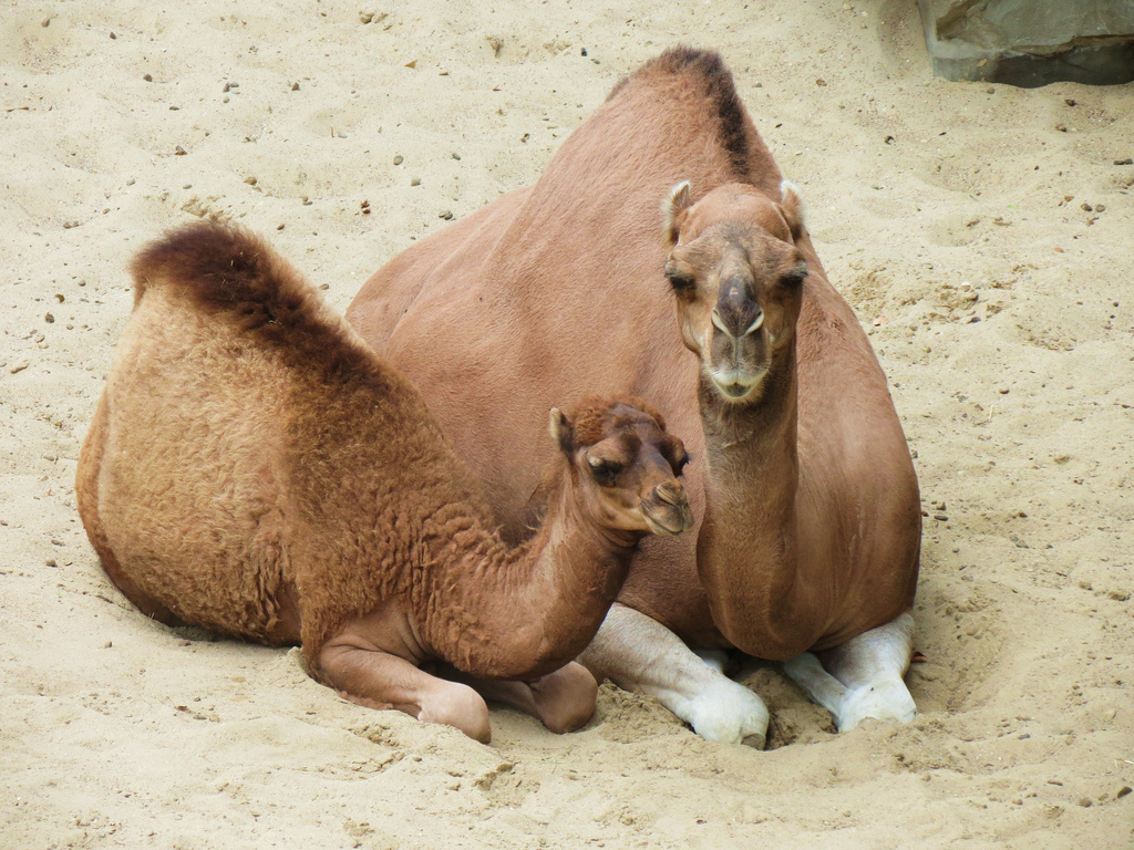 parent_camels.jpg