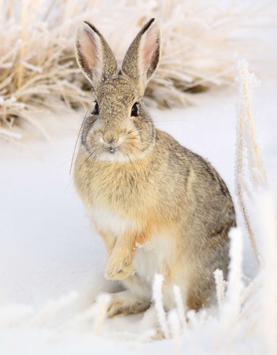 rabbit_USFishWildlife.jpg