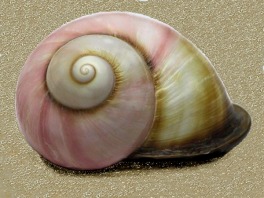 sravan_shell.jpg