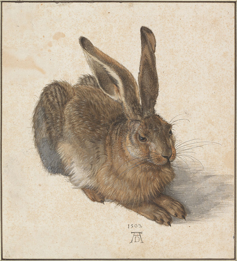 1502c_Hare_AlbrechtDurerYounger.jpg