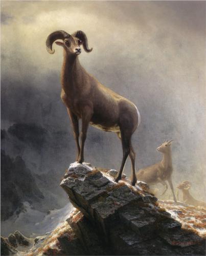 Mountain-sheep_AlbertBiers1882.jpg