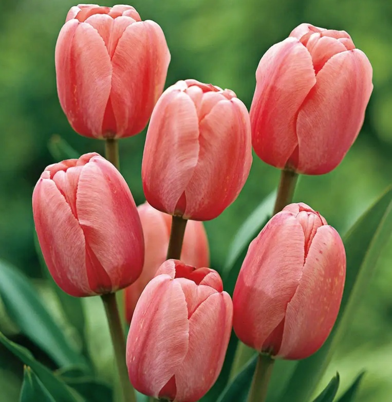 FlowerFieldTree/Fleur_6_GuCha.jpg