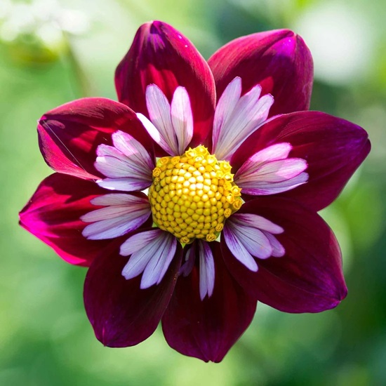 Fleur_8_MaGu.jpg