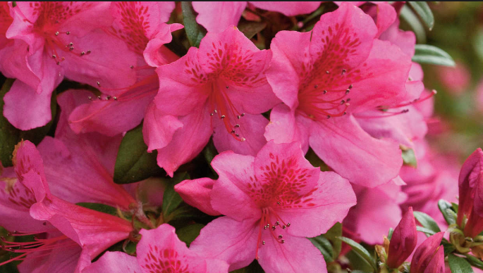 Fleur_Azalea.PNG