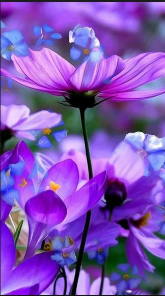 Fleur_Blue-violets.JPG
