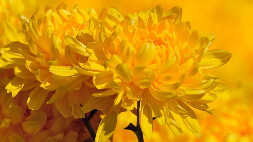 Fleur_BrightGoldenChrysanthemum.jpg