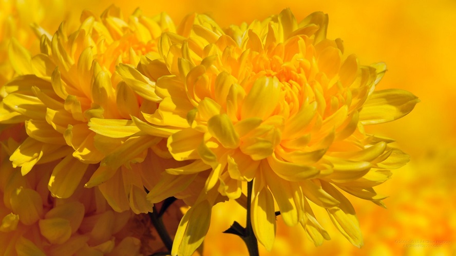 Fleur_BrightGoldenChrysanthemum.jpg