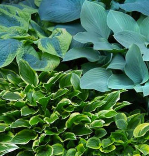 Fleur_BuBu_Hosta.jpg