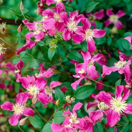 Fleur_BuCha_clemantis.jpg