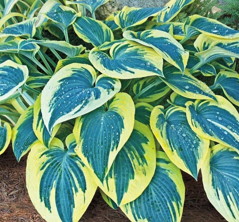 Fleur_BuGu_hosta.jpg