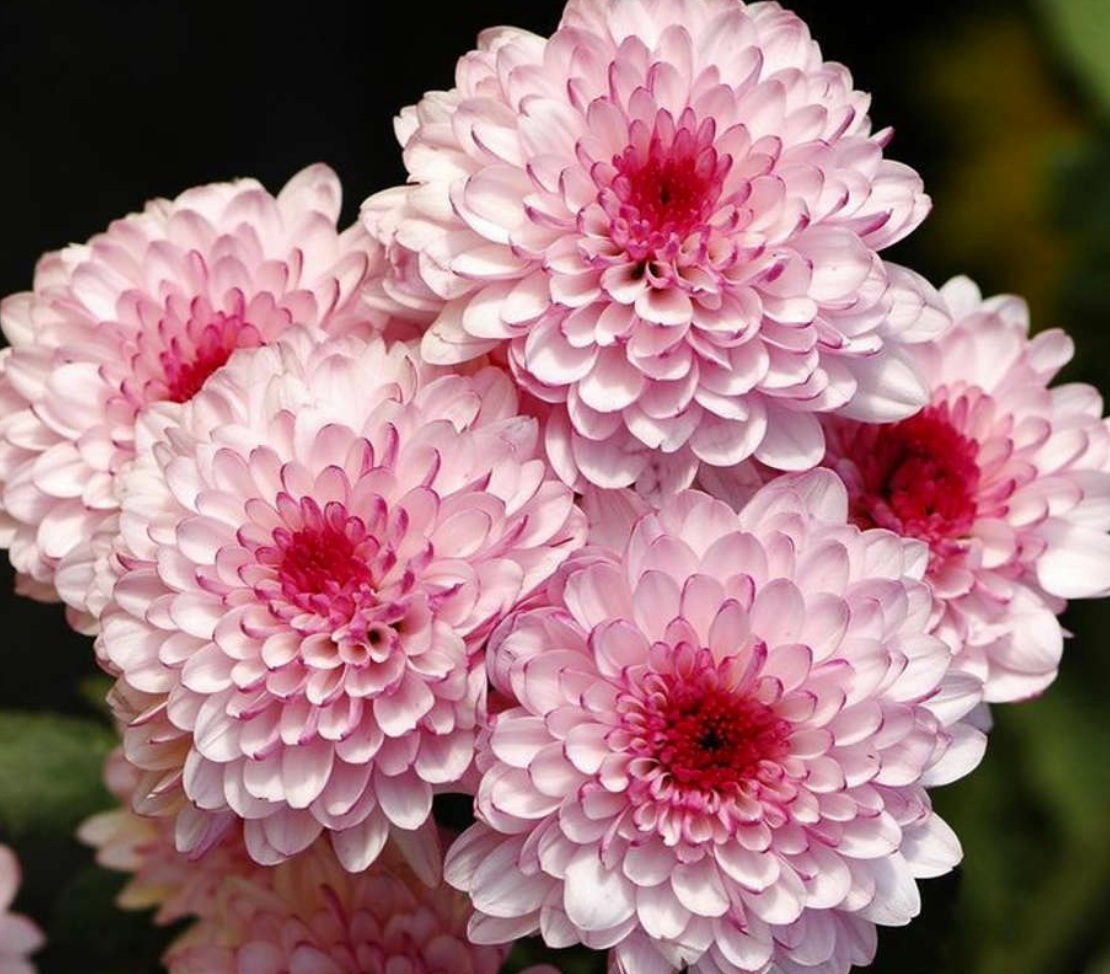 Fleur_ChaSu_Chrysanthemum.jpg