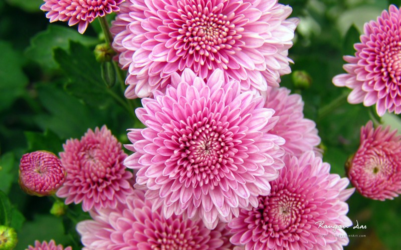 Chrysanth_rubium.jpg