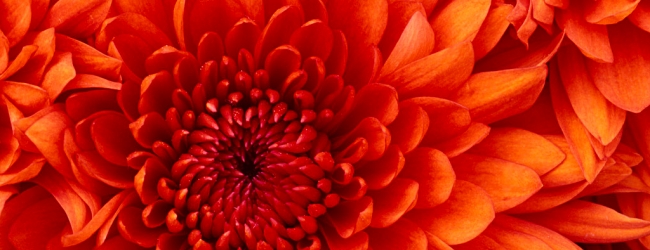 GuruSimha_Chrysanthemum.jpg