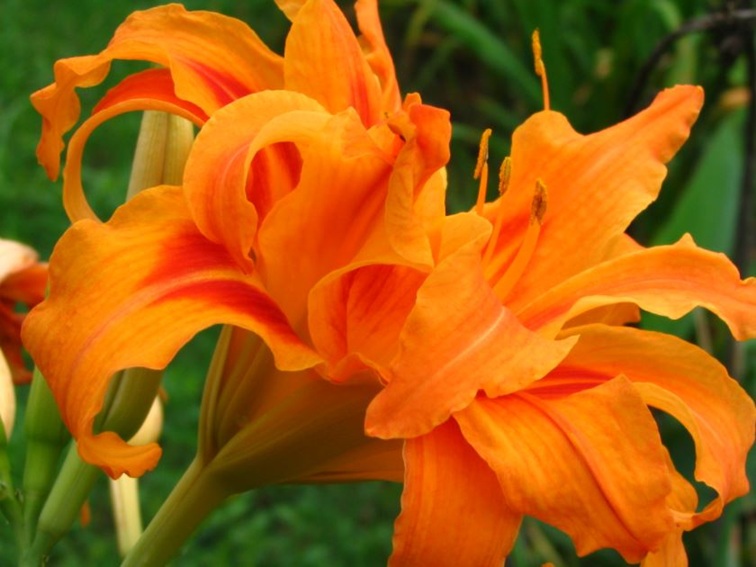 Fleur_DayLily.JPG