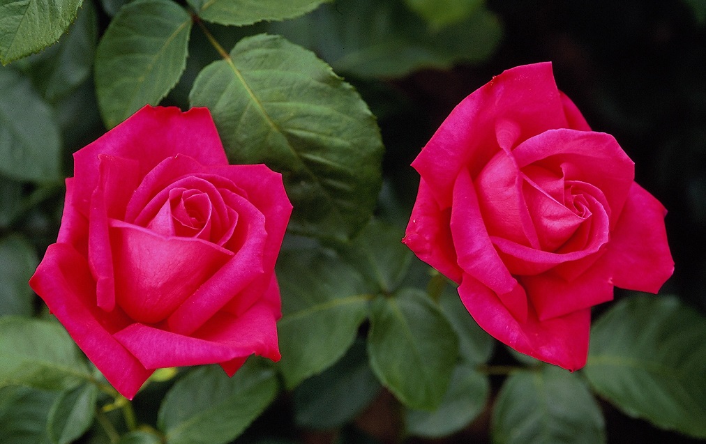 FuxiaRose.jpg