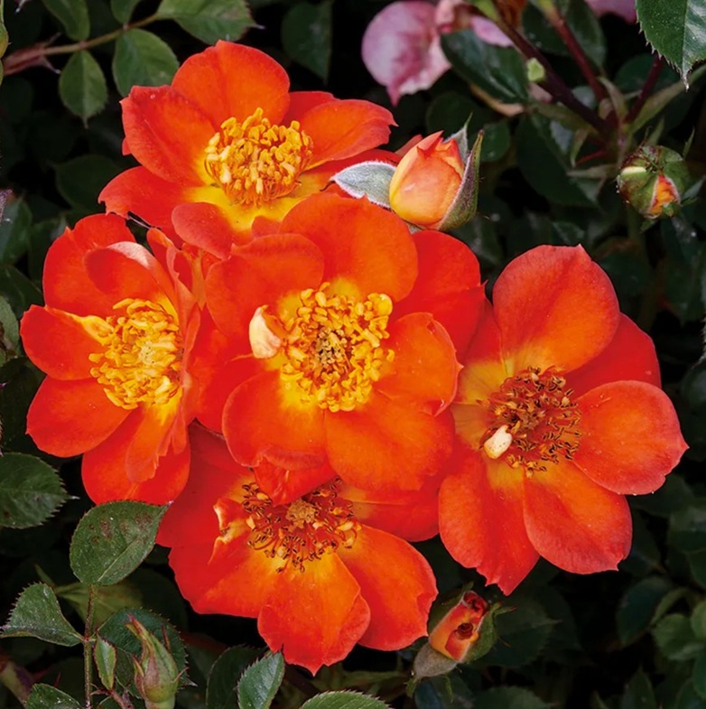 Fleur_GuBlossm.jpg