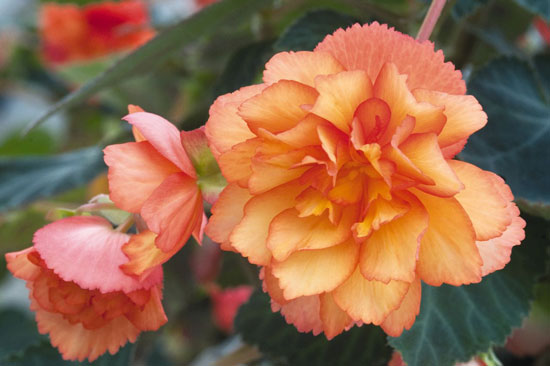 begonia.jpg