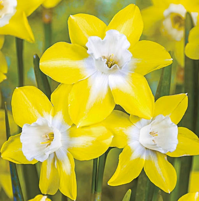 Fleur_GuDffodl.jpg