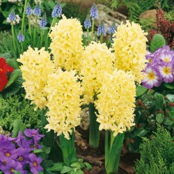 Fleur_Hyacinth_yellowSmall.jpg