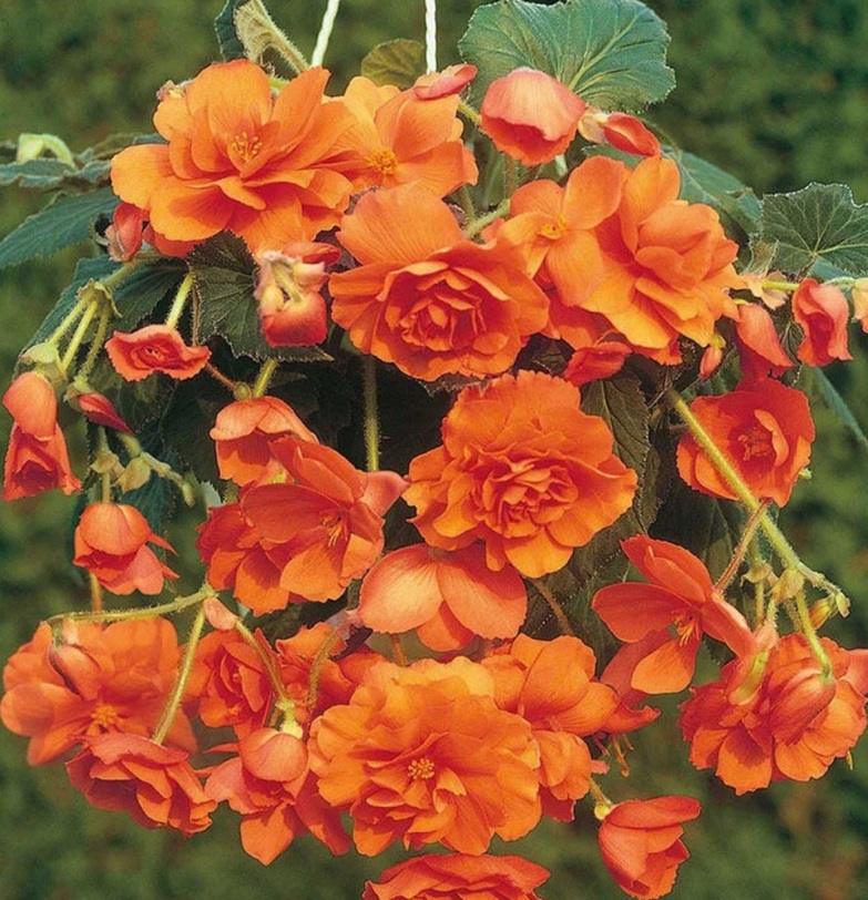Fleur_GuGu_begonia.jpg