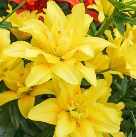 Fleur_GuGu_daylily2.jpg