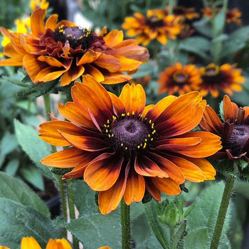 Fleur_GuMa_rudbeckia_hirta.jpg