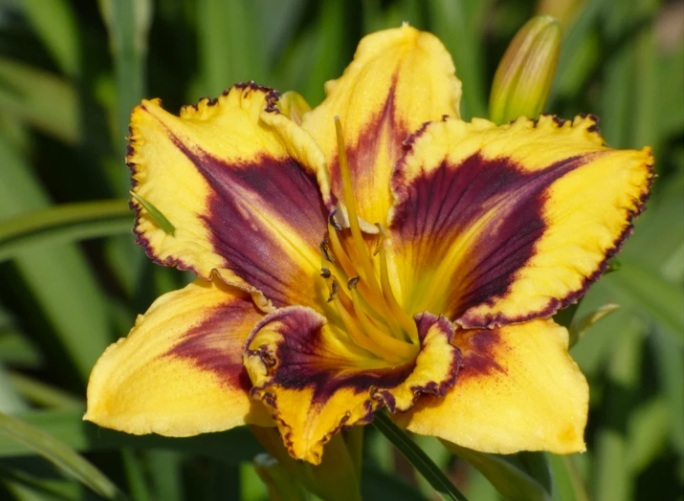Fleur_GuSha_daylily.jpg