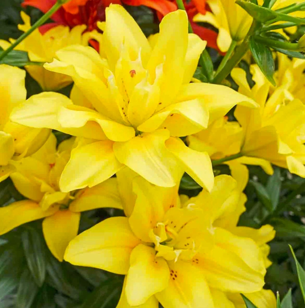 Fleur_Gu_yeloDayLily2.jpg