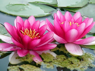 Fleur_Lotus2.jpg