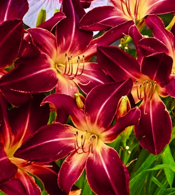 /Fleur_MaGu_daylily.jpg