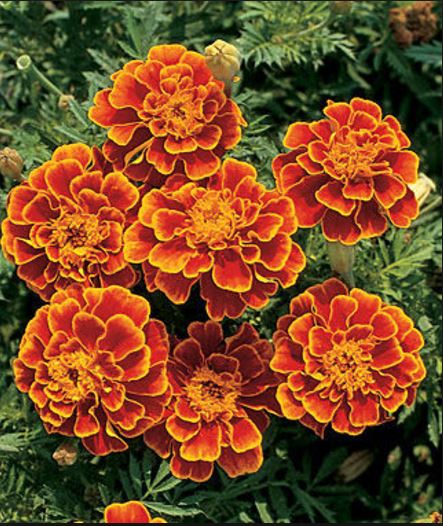 Marigold.JPG