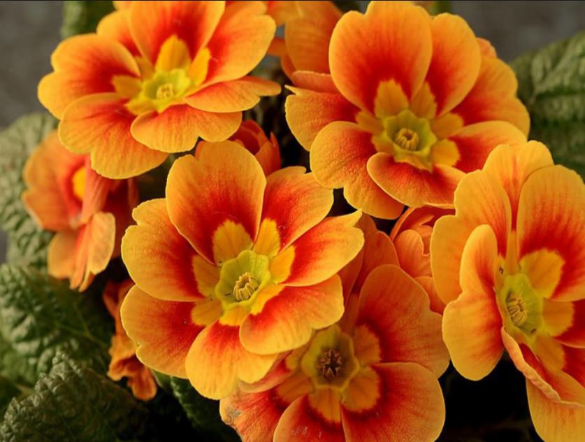 OrangeBlossoms.JPG