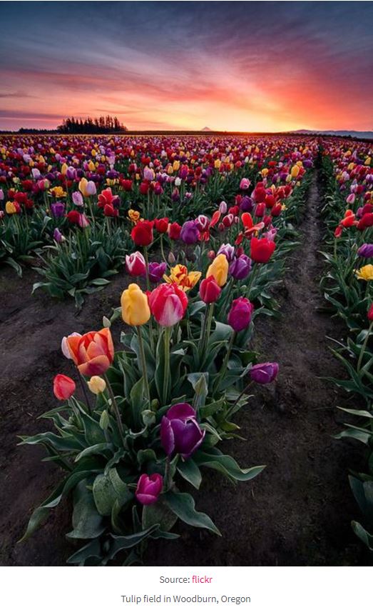 OregonTulipfieldWoodburn.JPG