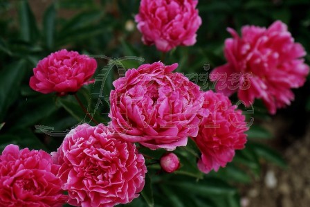 Peonie_pivoinesHerbaces.jpg