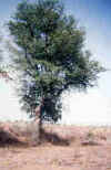 Shani_Prosopis_cineraria_1_small.jpg