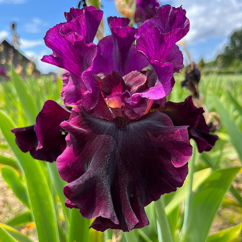 Fleur_Purpl_Iris.jpg