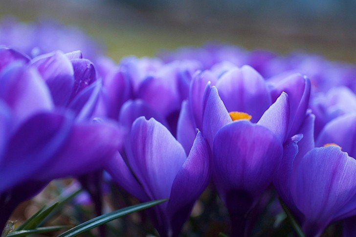 Purple-Crocus.jpg