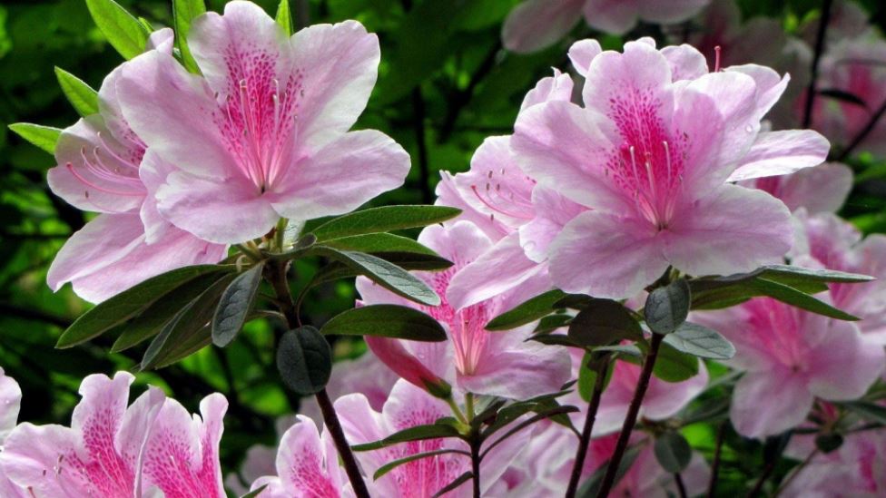 Fleur_Rhododendron_palePink.JPG