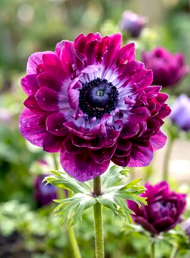 Fleur_ShaBu_anemonePpl.png