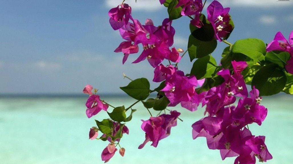 Fleur_beach.JPG