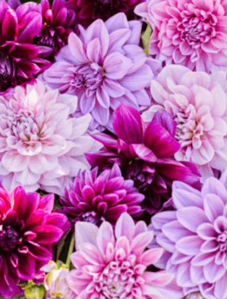 Fleur_ShaCha.png