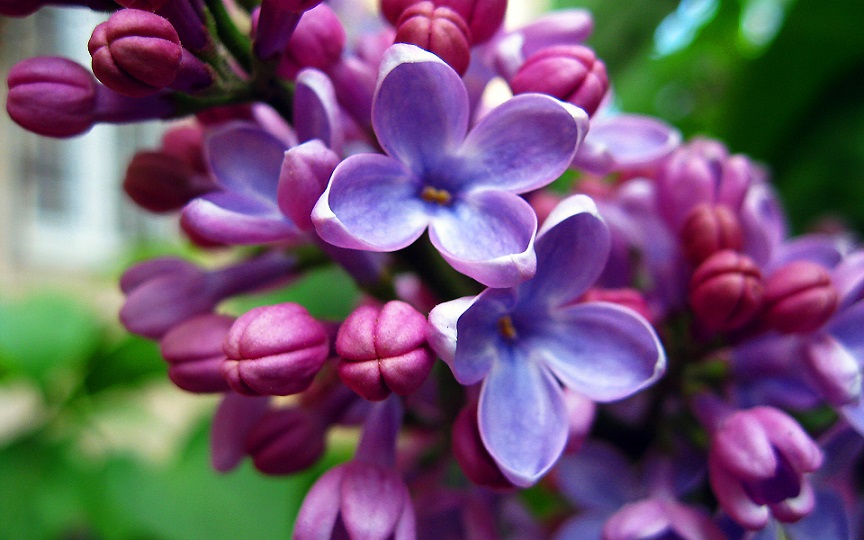 Fleur_hyacinth_bloss.jpg