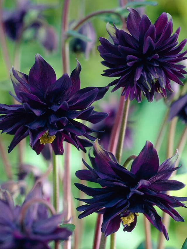 Fleur_Sha_Aquilegia_Columbine.jpg