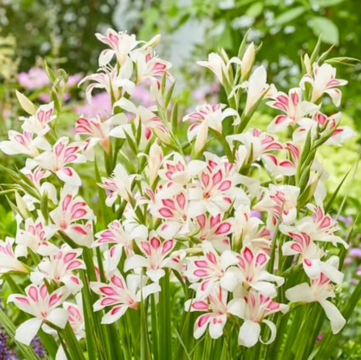 Fleur_ShuCha_Gladiolus.jpg