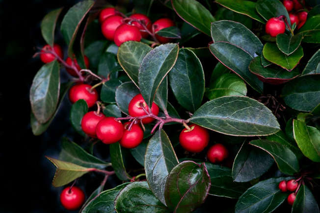 Fleur_berries_BoisVert.jpg