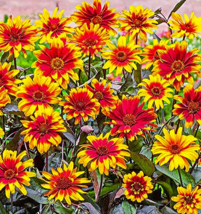Fleur_SuGu_daisi.jpg